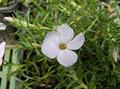 Phlox Douglasii